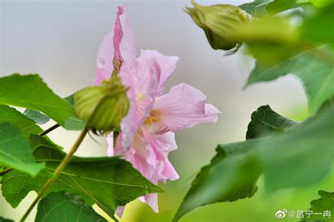 芙蓉天王|芙蓉